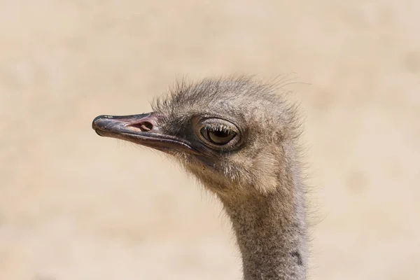 Close-up of the head of an ostrich (Struthio Camelus). Family Struthionidae. The largest and heaviest bird in the world. He observe us with attentive look, with his big eye, while we take the photo