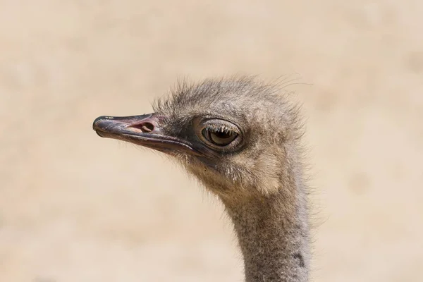 Close-up of the head of an ostrich (Struthio Camelus). Family Struthionidae. The largest and heaviest bird in the world. He observe us with attentive look, with his big eye, while we take the photo — Stock Image Close Head Ostrich Struthio Camelus Family Struthionidae Largest Heaviest Bird Royalty Free Stock Images