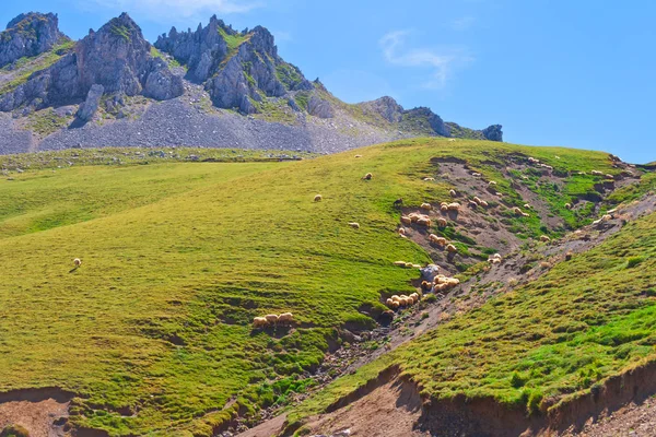 Picos 的中心 我们发现了令人印象深刻的山谷和绿色草地 落基山脉和放牧牛的景观 Aliva Camaleo 恩特德 西班牙坎塔布利亚 Picos 德罗巴 — 图库照片