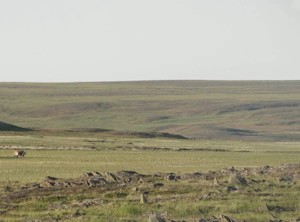 Tundra Влітку Фото Погляду Природи Уральський Тундри — стокове фото