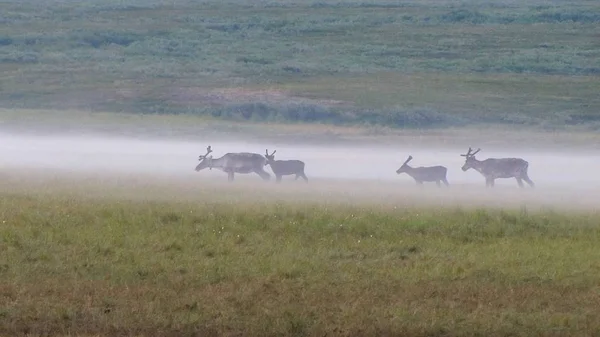 Ciervo Niebla Ciervo Tundra Fotografiado Densa Niebla Matutina —  Fotos de Stock