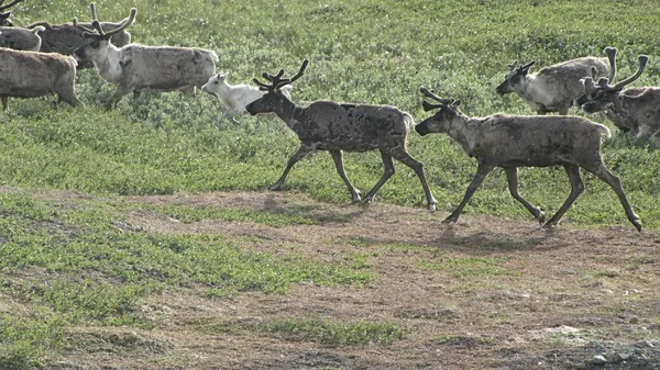 Herd Deer Photo Summer Tundra Green Grass Graze Rest Deer — Stock Photo, Image