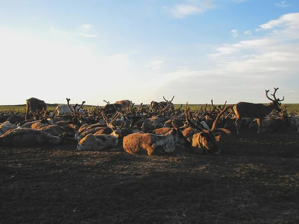 Deer are lying on the pasture. Photo of the landscape in the tundra.