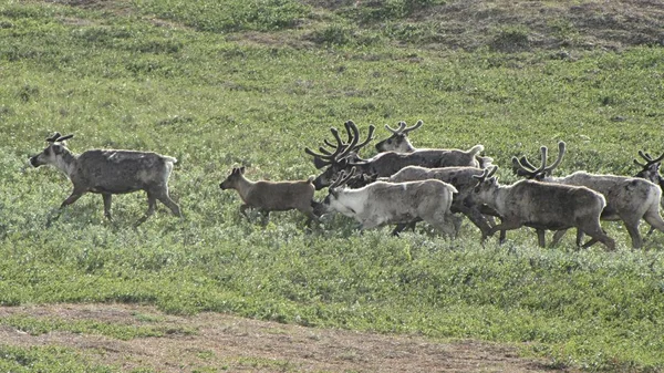 Manada Ciervos Foto Tundra Verano Hierba Verde Pastan Descansan Ciervos —  Fotos de Stock