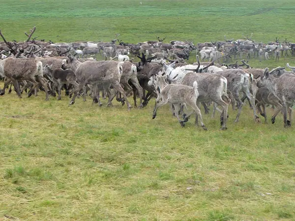 Manada Ciervos Foto Tundra Verano Hierba Verde Pastan Descansan Ciervos —  Fotos de Stock