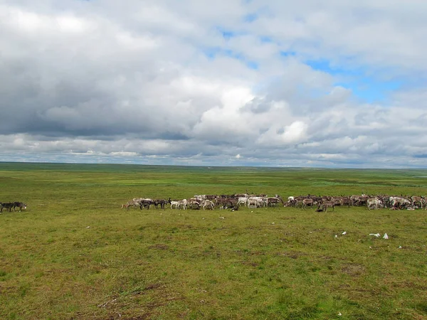 Herd of deer. Photo of summer tundra. On the green grass graze and rest deer.