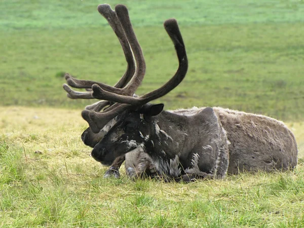 Deer Tundra Photo Deer Lies Grass Tundra — Stock Photo, Image