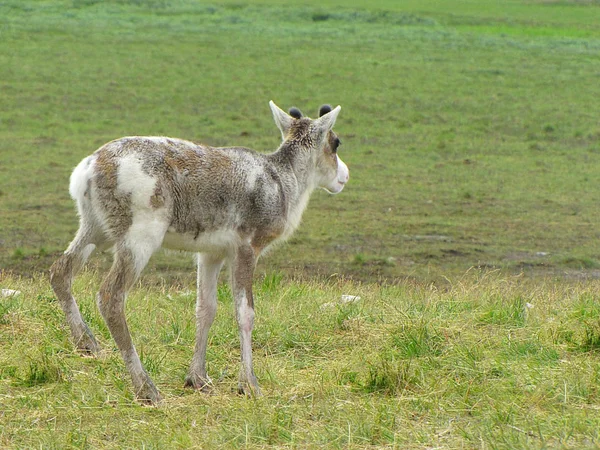 在冻土带里的鹿 乌拉尔冻土带附近的一只鹿的照片 鹿的夏天的照片 — 图库照片