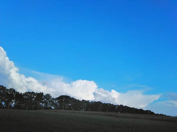 Campo Con Plantación Árboles Contra Cielo Azul Foto Del Paisaje —  Fotos de Stock