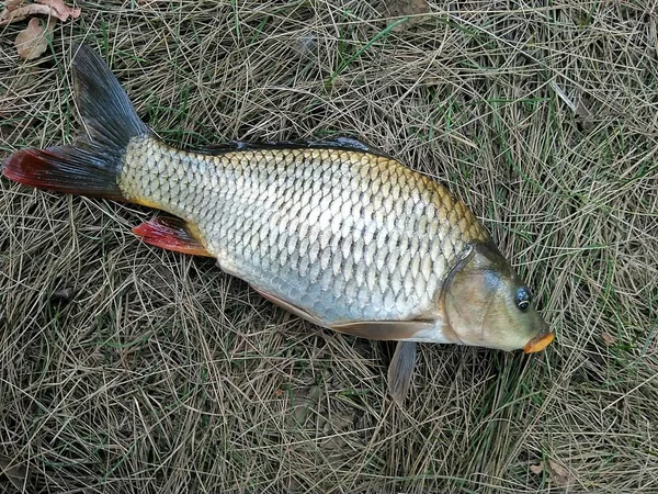 Fische Auf Dem Gras Foto Von Frischem Fisch Auf Grünem — Stockfoto