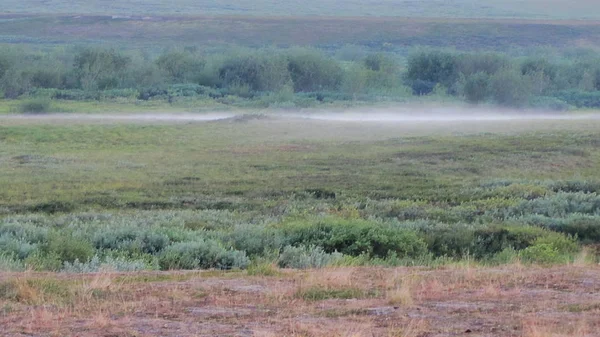 Névoa Tundra Verão Foto Nevoeiro Matutino Rastejando Através Grama Arbustos — Fotografia de Stock