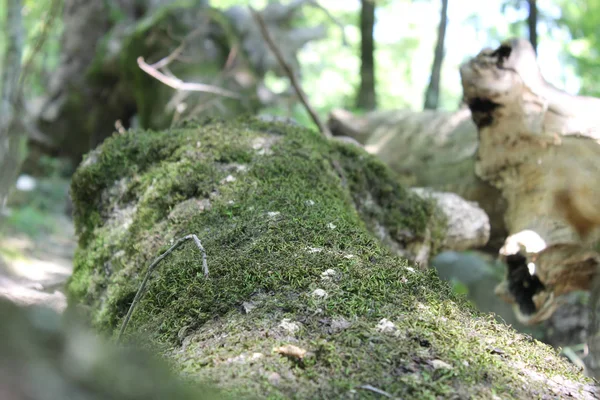 Moss Tree — Stock Photo, Image