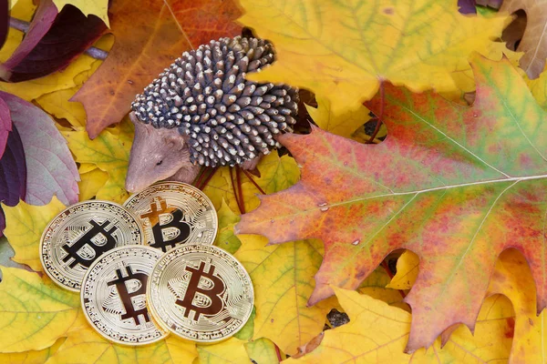 Dört Bitcoin altın para renkli sonbahar yaprakları kirpi, Closeup boşaltmak ile yakın yalan. Bitcoin depozito ve fiyat kavramı.