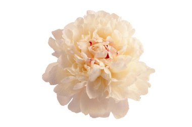 Beyaz arka plan üzerinde izole yaprakları üzerinde yağmur damlaları ile etkin çiçeklenme sırasında büyük bir beyaz şakayık.