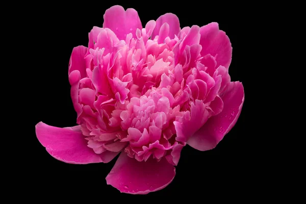 花瓣上有雨滴的粉红色的大盛开的牡丹 在黑色背景上被隔离 — 图库照片