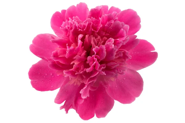 Beyaz bir arka planda etkin çiçeklenme aşamasında yaprakları üzerinde su damlacıkları ile parlak pembe şakayık.