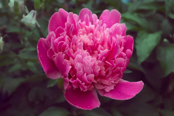 Large Blooming Pink Peony Background Green Leaves Other Plants Raindrops — Stock Photo, Image