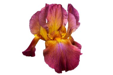 Kırmızı-kahverengi Iris ile beyaz bir arka planda etkin çiçeklenme sırasında sarı bir çekirdek.