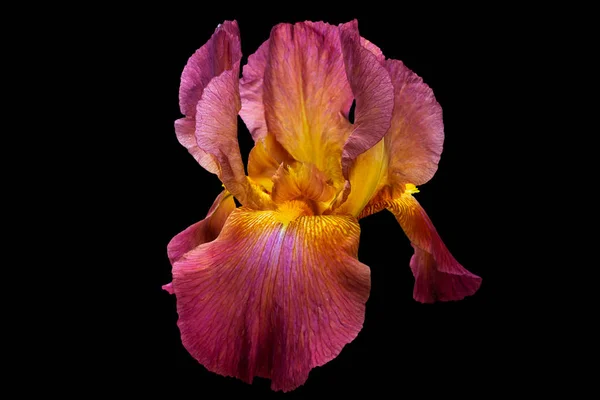 Une Grande Fleur Iris Avec Des Pétales Brun Rouge Milieu — Photo