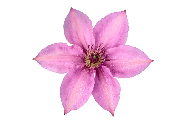 Clematis Bloem Van Lila Kleur Geïsoleerd Witte Achtergrond — Stockfoto