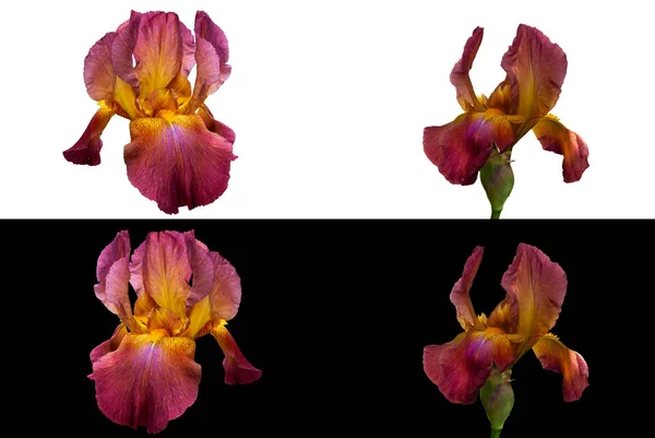 Λουλούδια Της Ίριδας Κόκκινο Καφέ Πέταλα Και Φωτεινό Κίτρινο Κέντρο — Φωτογραφία Αρχείου