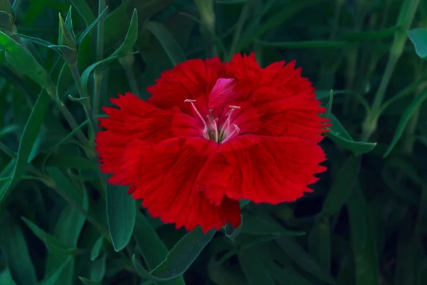 グリーンの背景に赤いカーネーションの花は葉し — ストック写真