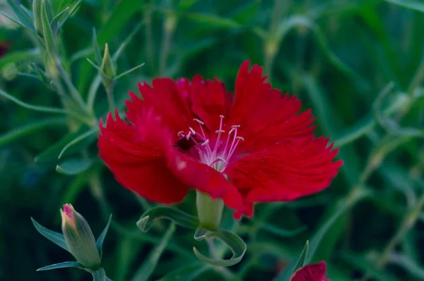 開花期間は 緑の葉と Unblown の蕾に囲まれた花の真ん中にずっと入札雄しべアクティブ中に赤いカーネーションのつぼみ — ストック写真