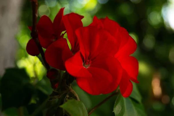 Flori Geraniu Roșu Perioada Înfloririi Active Fundal Încețoșat — Fotografie, imagine de stoc