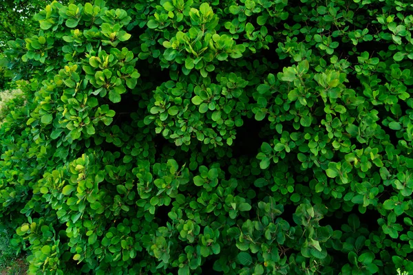 Pared Hojas Verdes Forma Redondeada Fondo Vegetal Textura — Foto de Stock