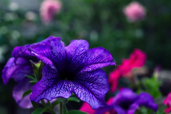 Una Flor Petunia Color Azul Sobre Fondo Flores Púrpuras Sobre —  Fotos de Stock