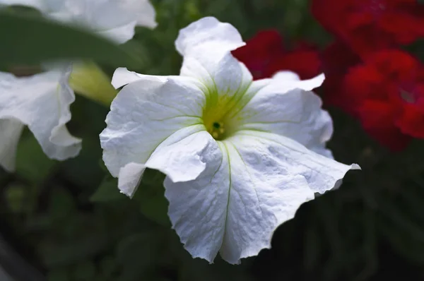 赤い花の背景に対してアクティブな開花の時代に白い花びらでペチュニアの花 — ストック写真