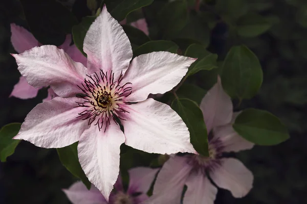 Clematis Květina Velkými Světle Růžové Okvětní Lístky Pozadí Zelených Listů — Stock fotografie