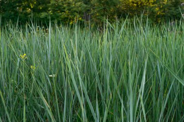 Yeşil çimen yaz sabahları yüksek kaynaklanıyor.