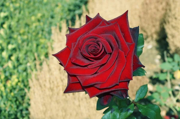 Rosa Roja Período Floración Activa Contexto Otras Plantas —  Fotos de Stock