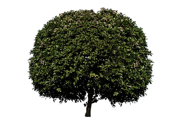 Tree Neatly Trimmed Crown Made Green Leaves Isolated Image White — Stock Photo, Image