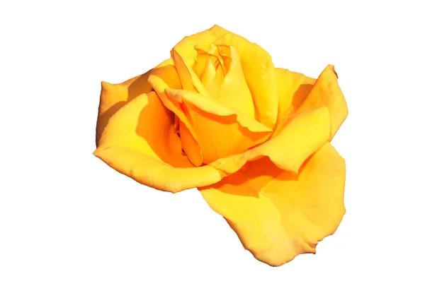 Yellow Rose Flower Initial Flowering Period Isolated Image White Background — Stock Photo, Image