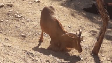 Keçi boynuzu taşlı bir yüzey üzerinde çizikler..