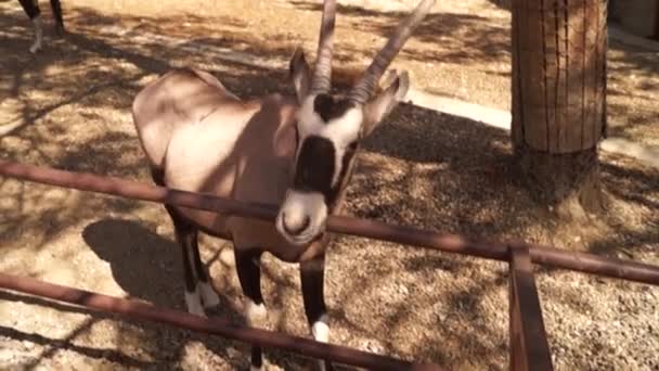 Den Behornade Djuren Oryx Antilop Voljär Grimaser Och Lickles Näsborrarna — Stockvideo
