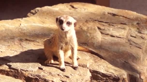 Surikat Mangusta Siede Una Roccia Crogiola Sole — Video Stock