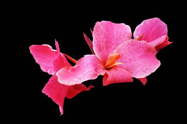 Parlak pembe Iris çiçek yaprakları üzerinde kırmızı yamalar, izole görüntü üzerinde siyah bir arka plan ile.