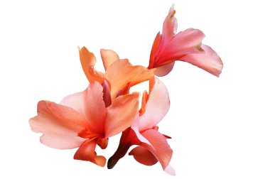 İris etkin çiçekli dönem ile pembe renk, beyaz bir arka plan üzerinde izole görüntü yaprakları çiçek.