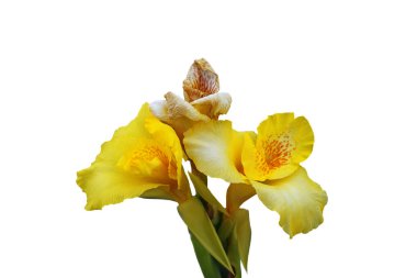 Çiçek açan Iris parlak sarı, izole görüntü beyaz arka plan üzerinde.
