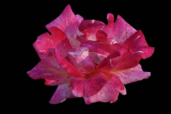 玫瑰花与点状不均匀地红色花瓣与白色条纹 被隔绝的图象在黑色背景 — 图库照片