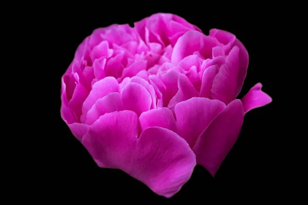 Gran Flor Peonía Con Pétalos Rosa Sobre Fondo Negro —  Fotos de Stock