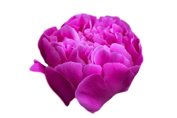 牡丹花在粉红色的活跃开花与淡紫色的色调 — 图库照片