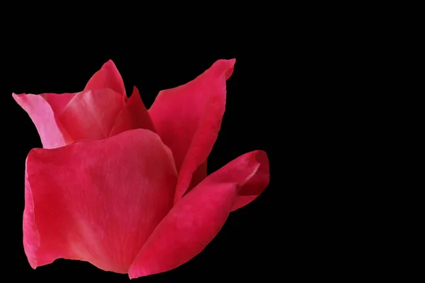 Flor Una Rosa Roja Sobre Fondo Negro —  Fotos de Stock