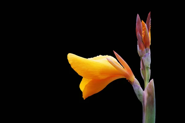 黄色の花びらと黒の背景のない明らかにつぼみのアイリスの花 — ストック写真