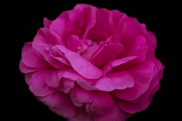 一朵粉红色的牡丹花 黑色背景上有锋利的小深度 — 图库照片