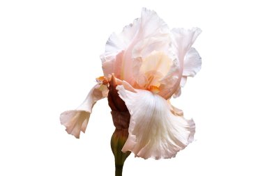 Bir akasma beyaz çiçek beyaz zemin üzerine pembe ve bej renk tonlarında.