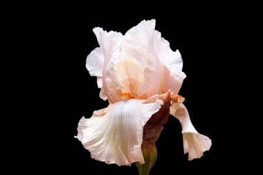 Siyah bir zemin üzerine bir ışık-pembe gölge yumuşak yaprakları ile Iris çiçeği.